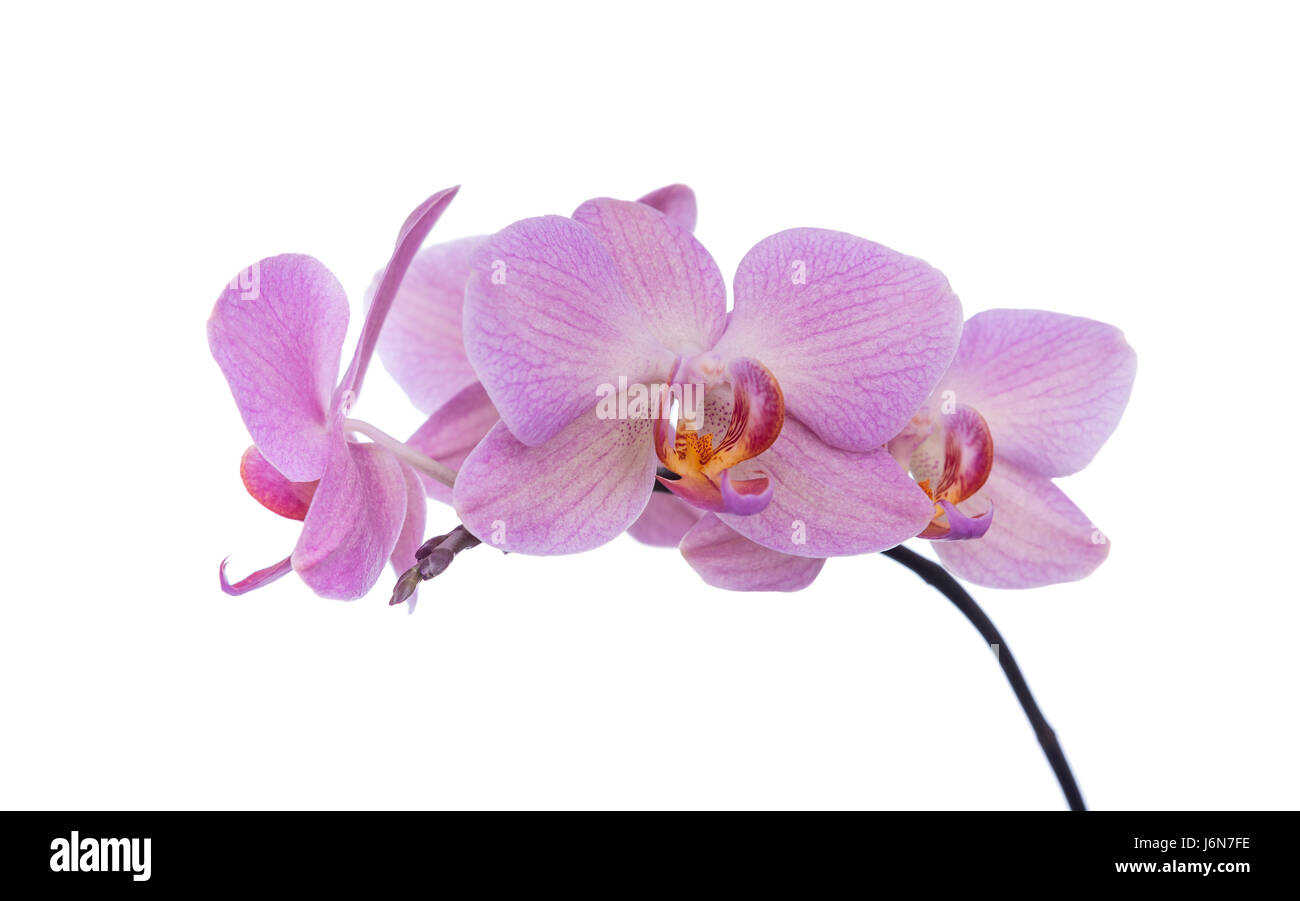 Orchidee auf einem weißen Hintergrund. Stockfoto