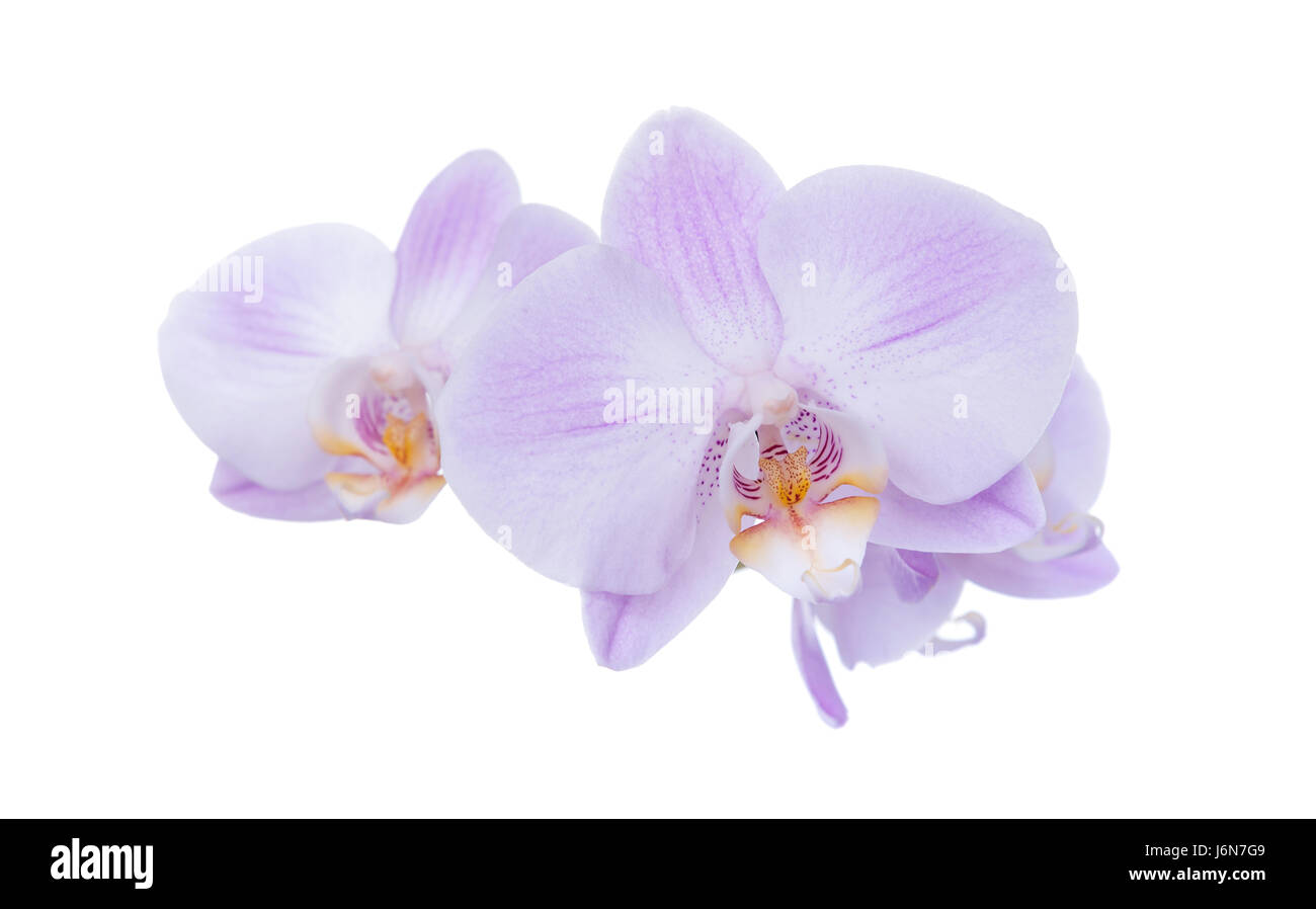Orchidee auf einem weißen Hintergrund. Stockfoto