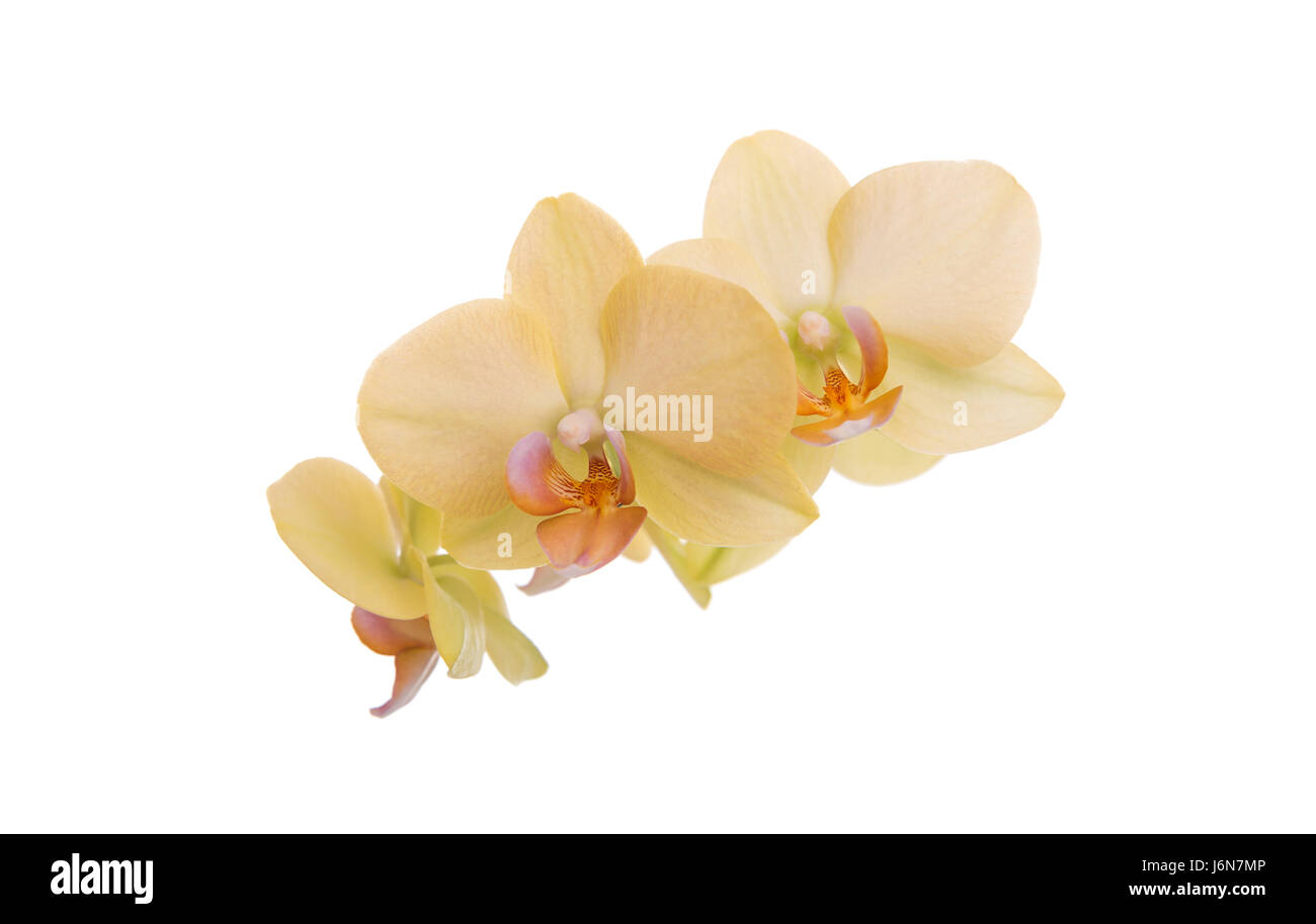 Orchidee auf einem weißen Hintergrund. Stockfoto