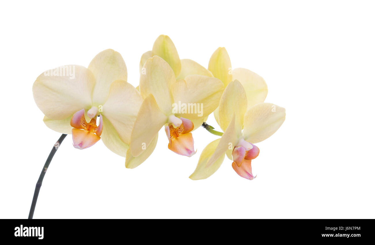 Orchidee auf einem weißen Hintergrund. Stockfoto