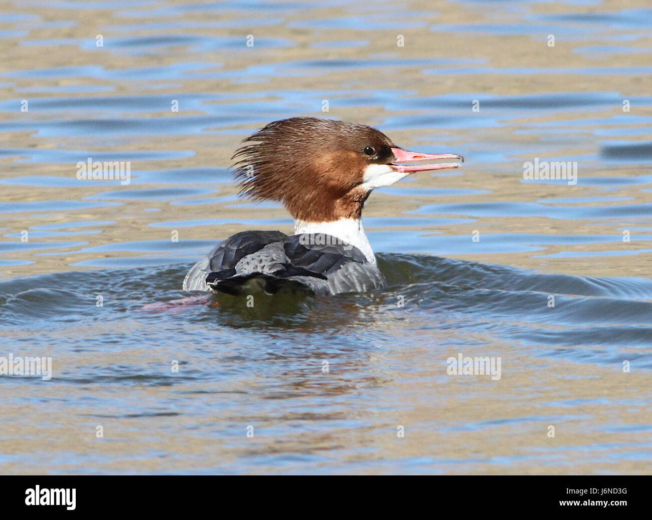 062 - COMMON Prototyp (05.01.13) Patagonien See, scc, az (3) (8719072644) Stockfoto