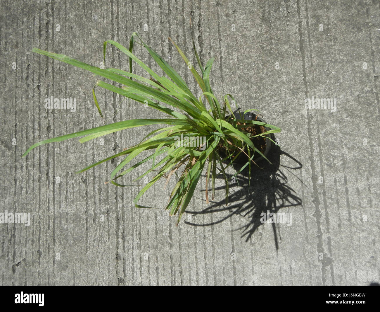 Citronella, eine Heilpflanze, die für ihre wohltuenden und aromatischen Eigenschaften bekannt ist, wird in verschiedenen Anwendungen eingesetzt, unter anderem als Insektenabwehr und in der Aromatherapie. Stockfoto