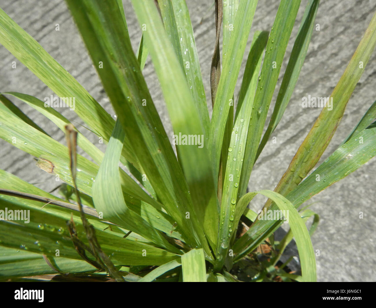 06353 Citronella Heilpflanze 04 Stockfoto