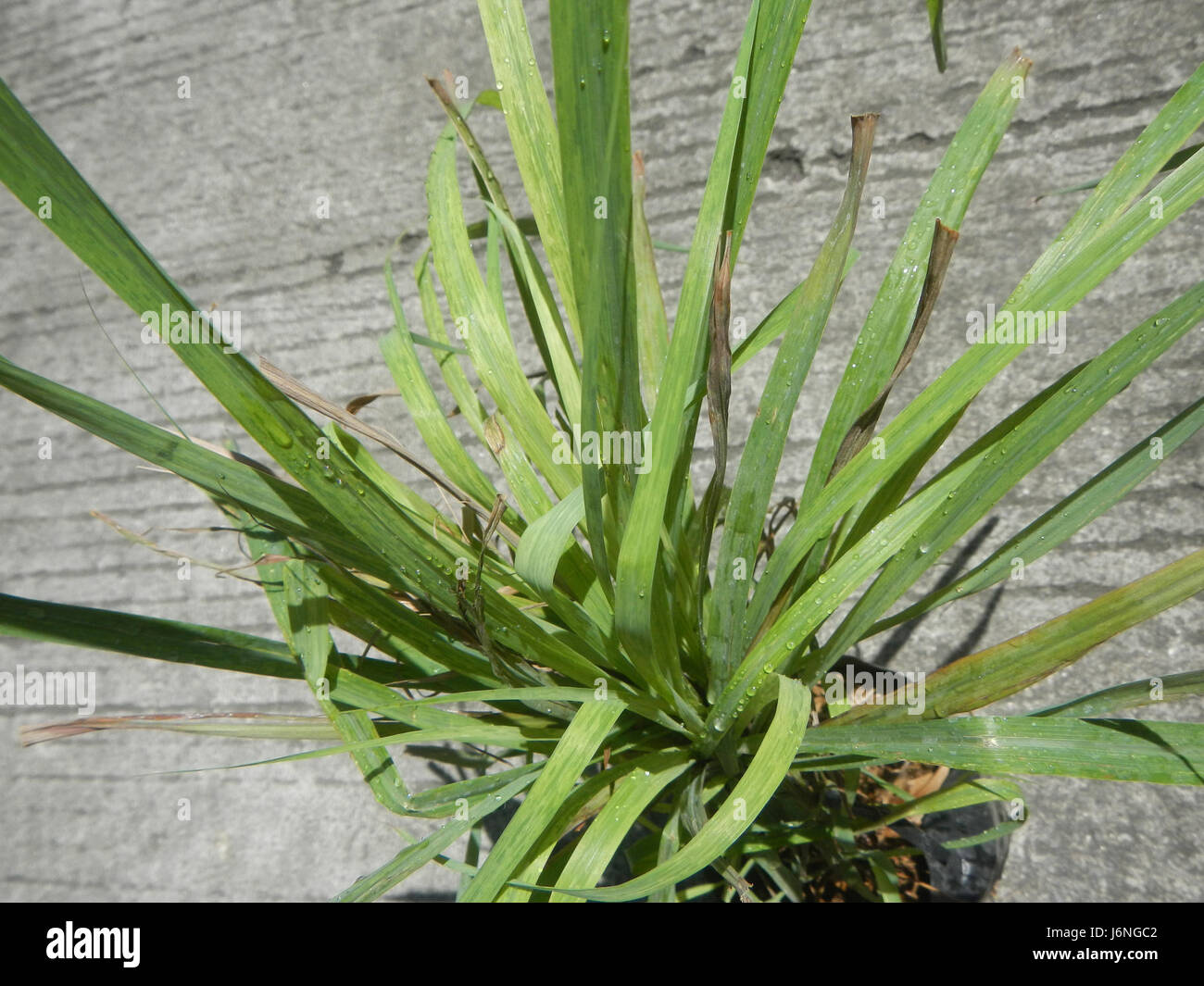 Citronella ist eine Heilpflanze, die für ihre aromatischen Eigenschaften und ihre Verwendung bei der Abwehr von Insekten bekannt ist. Es wird in der traditionellen Medizin wegen seiner antiseptischen Eigenschaften eingesetzt. Stockfoto