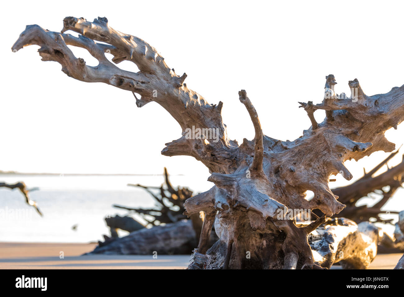 Die Morgensonne leuchtet die riesige Dritwood Boneyard Strand an Floridas Big Talbot Island State Park. (USA) Stockfoto