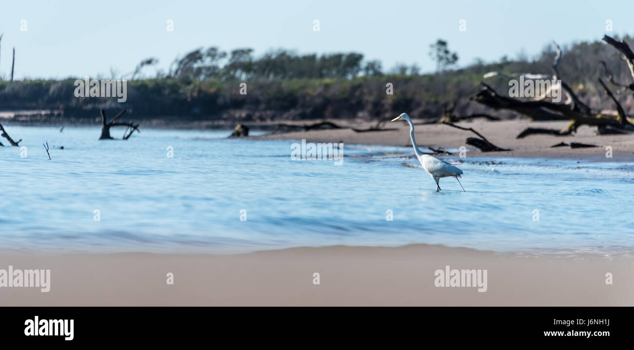 Silberreiher waten im Ozean im Boneyard Beach am Big Talbot Island im Nordosten Floridas. (USA) Stockfoto