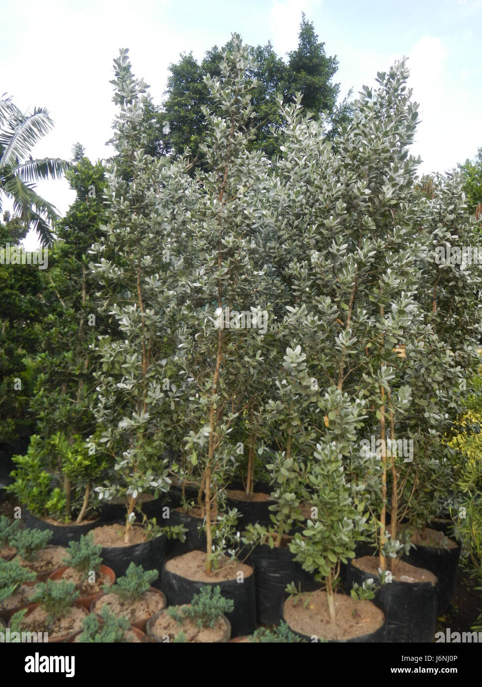 Eine botanische Beschreibung von Conocarpus erectus, auch bekannt als Silberbuttonwood, einer Art, die auf den Philippinen gefunden wurde. Diese Baumart ist bekannt für ihre Toleranz gegenüber Salzwasser und kommt häufig in Küstengebieten vor. Stockfoto