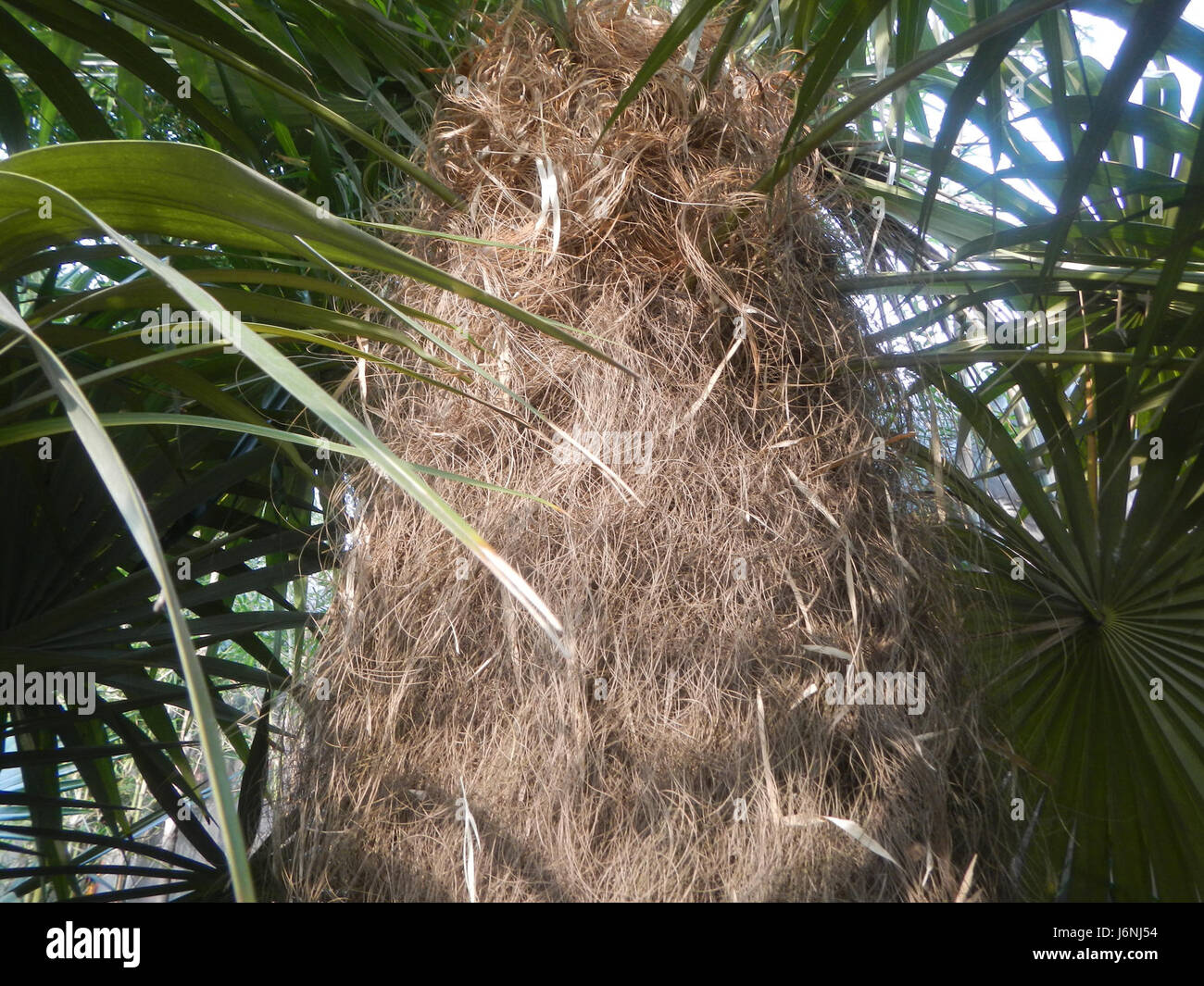 Die „07744 Old man Palm Coccothrinax crinita“ bezieht sich auf ein Exemplar der Palmenart Coccothrinax crinita, die auf den Philippinen gefunden wurde. Diese Art ist bekannt für ihr einzigartiges Aussehen und wird in der botanischen Forschung untersucht. Stockfoto