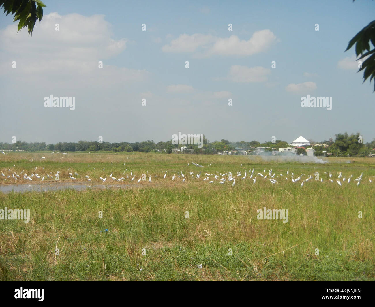 Das Bild zeigt große Schwärme von Ardea alba (Reiher) in den Reisfeldern von San Jose, San Simon, Pampanga. Diese Vögel kommen häufig in Feuchtgebieten vor, wo sie sich von Fischen und Insekten ernähren. Stockfoto