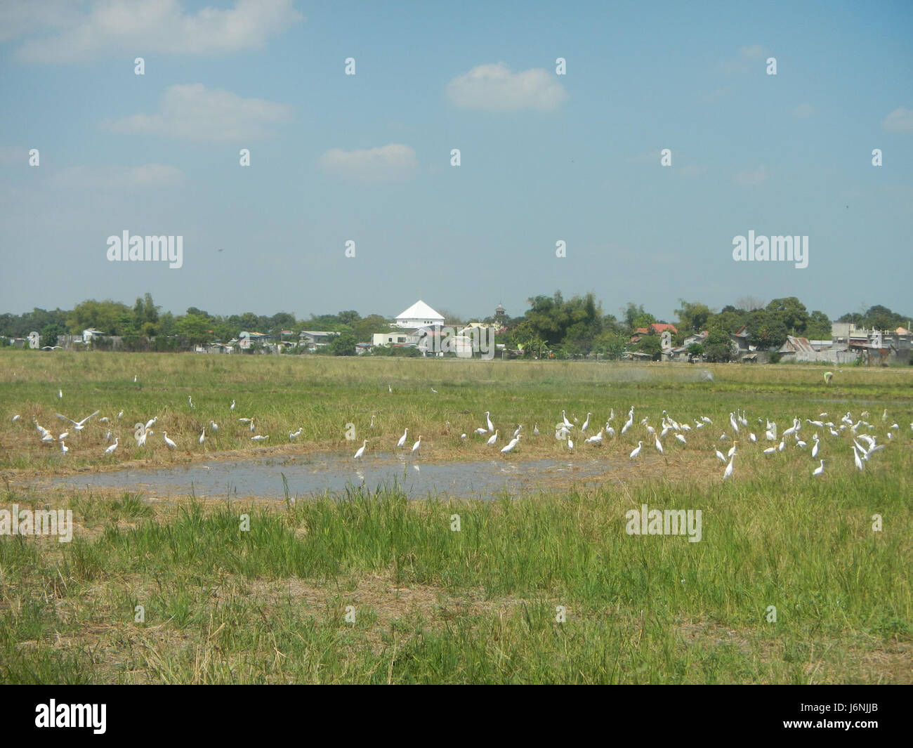 Ein Foto von Ardea alba, auch bekannt als der große Reiher, der in den Reisfeldern von San Jose, San Simon, Pampanga strömt. Diese Art kommt häufig in Feuchtgebieten vor und ist für ihr markantes weißes Gefieder bekannt. Stockfoto