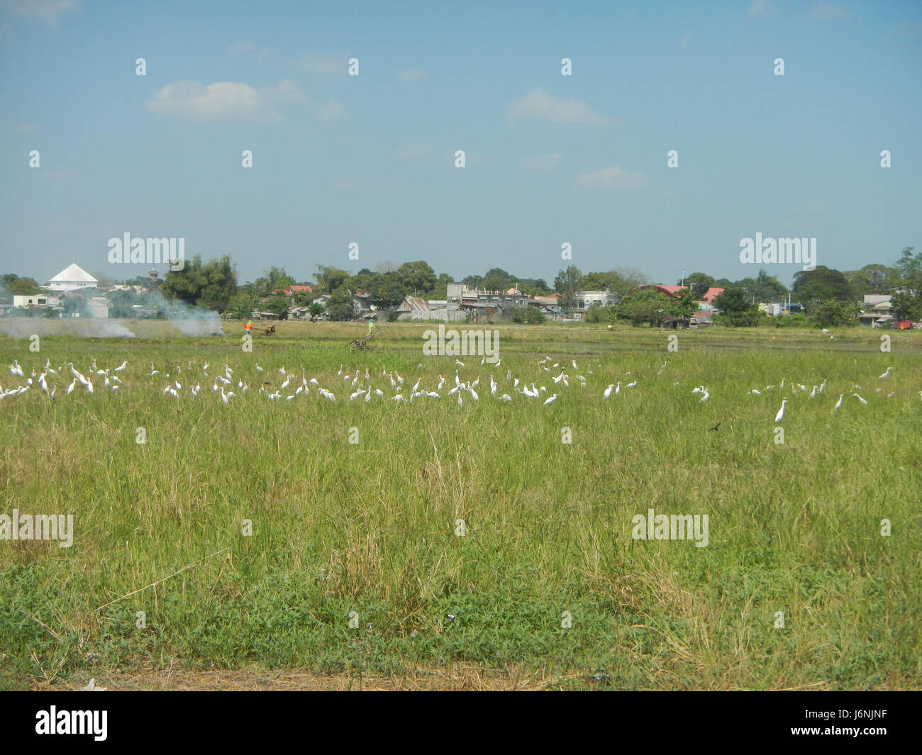 Dieses Bild zeigt Herden von Ardea alba (Großreiher) auf Reisfeldern in der Nähe von San Jose, San Simon, Pampanga. Die Vögel kommen typischerweise in Feuchtgebieten vor, wo sie sich von Fischen und kleinen Amphibien ernähren. Stockfoto
