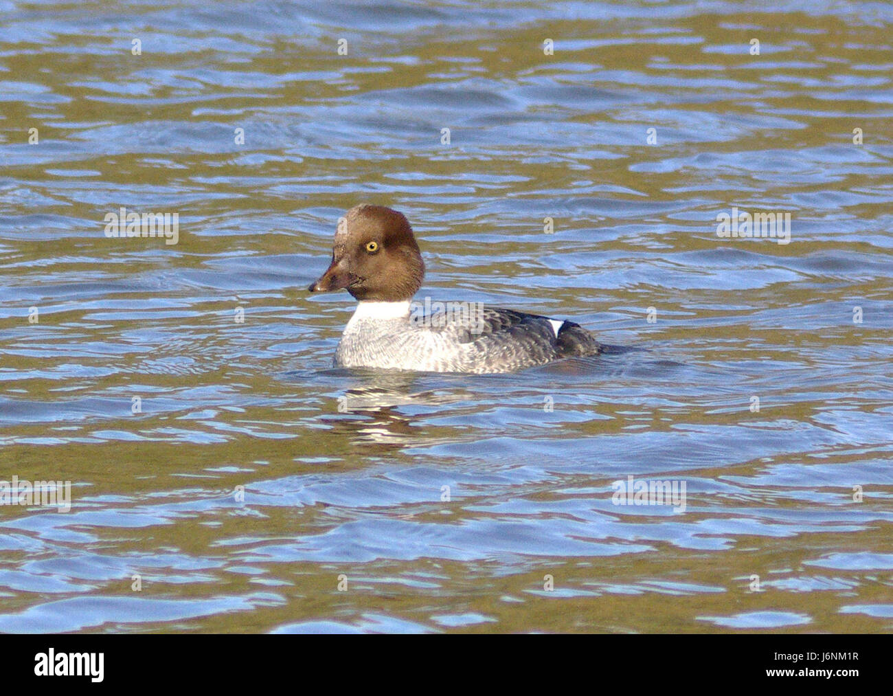 Dieses Bild zeigt ein weibliches gemeines Goldeneye, eine Art Tauchente, die am 27. November 2007 in Oso Flaco, San Luis Obispo County, Kalifornien, beobachtet wurde. Der Vogel ist durch sein markantes weißes und schwarzes Gefieder und seine hellgelben Augen gekennzeichnet. Stockfoto