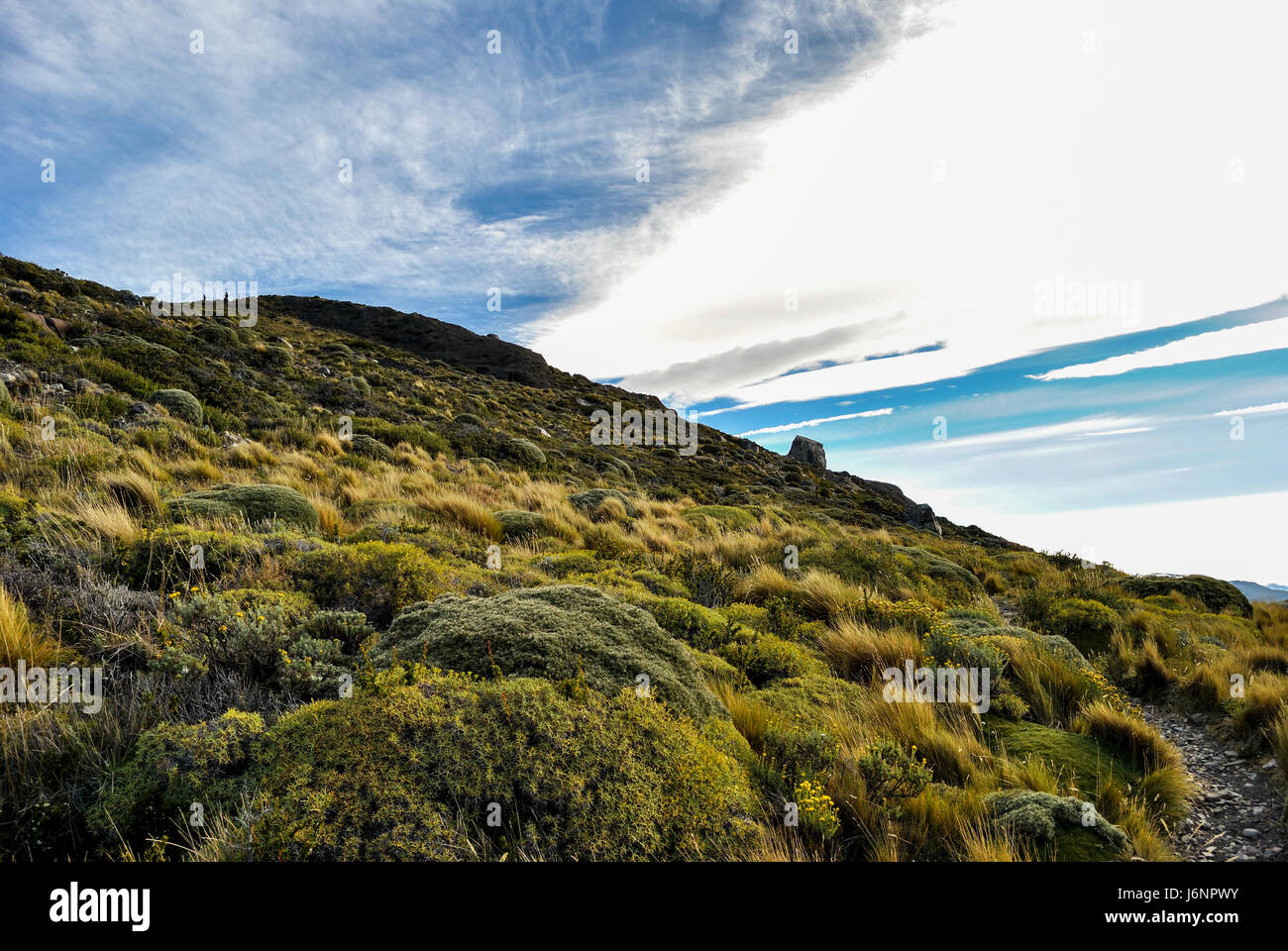 Grüner Rasen in einem Berg, Nationalpark Torres del Paine. Stockfoto