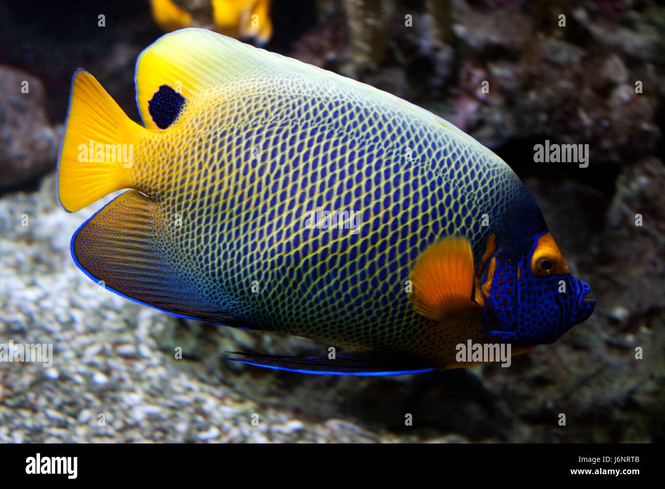 Aquarium Fisch Meer Tiere Salzwasser Meer Ozean Wasser Tier Fisch ...