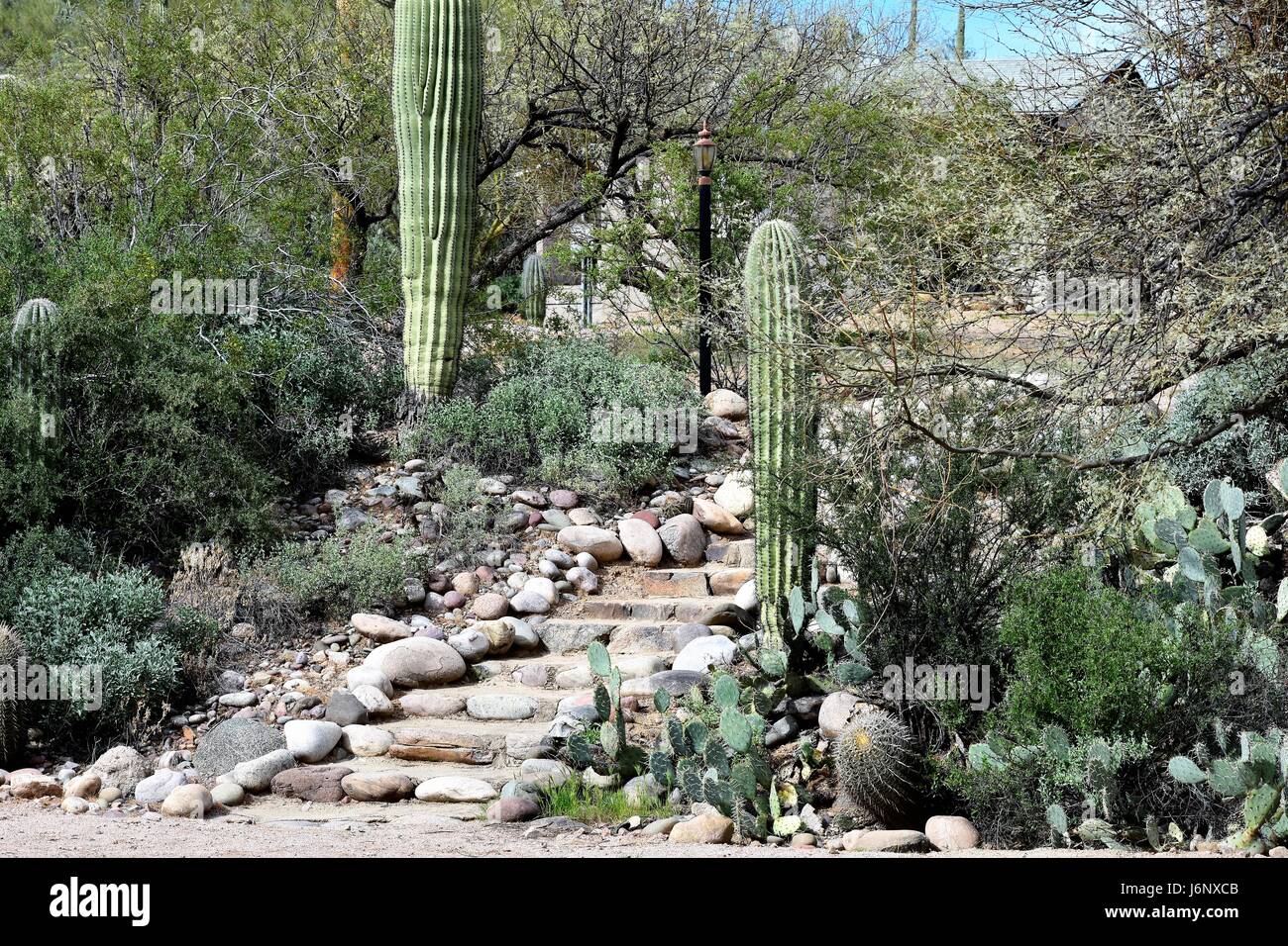 Treppe, vorbei an den Kakteen Garten Stockfoto