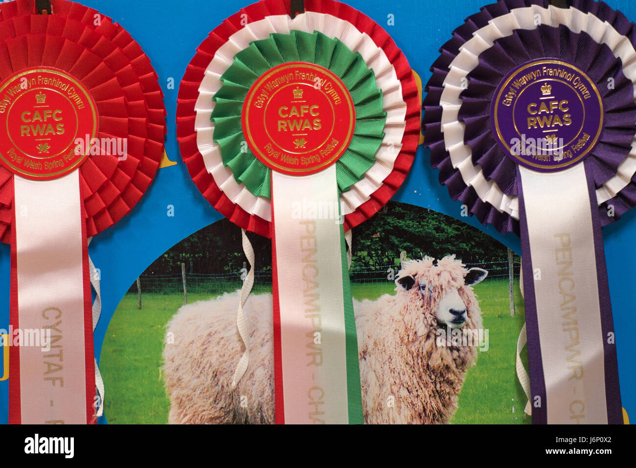 Rosetten für Schafe Vieh am Royal Welsh-Frühlingsfestival zu gewinnen Stockfoto