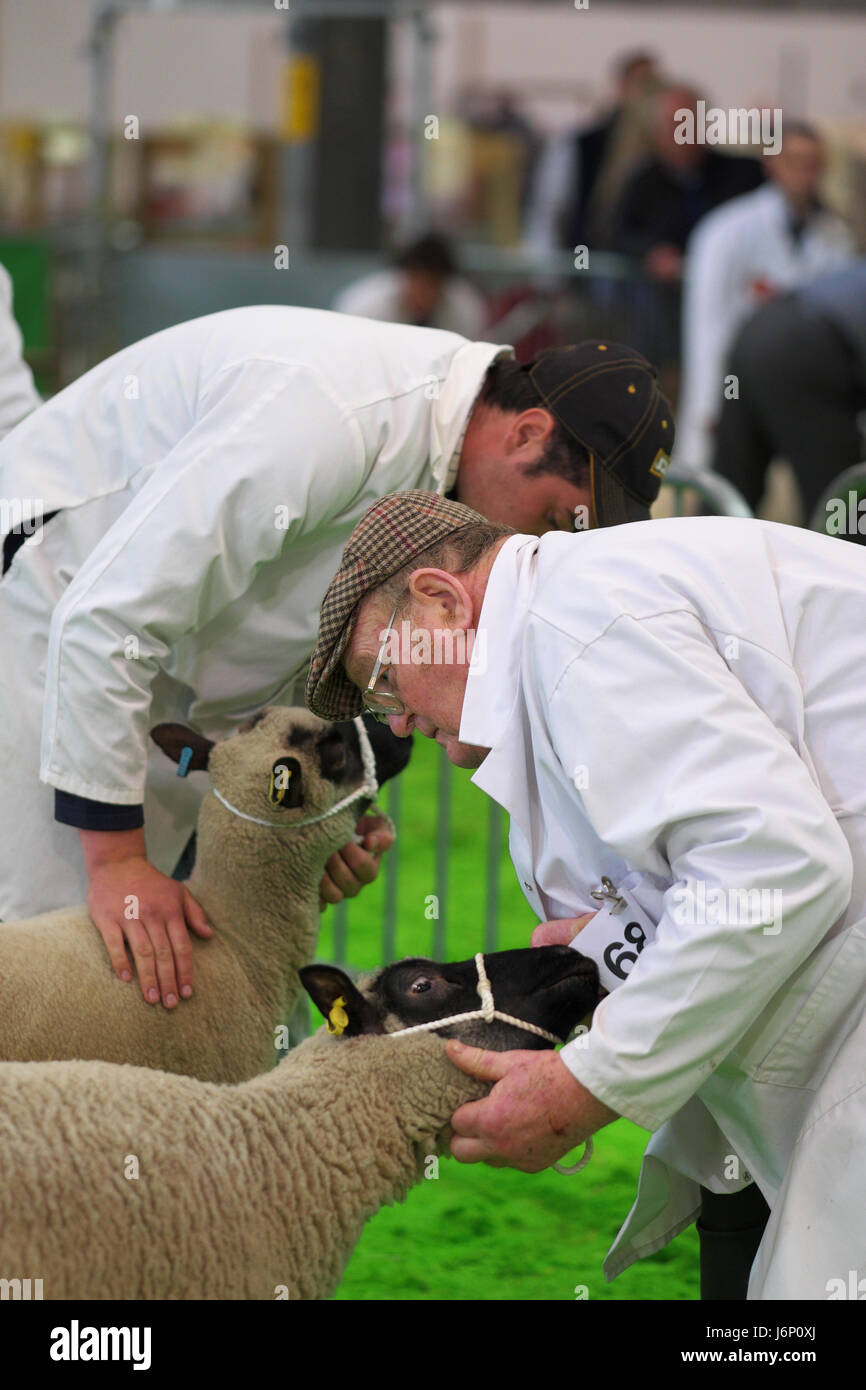 Schafe zeigen am Royal Welsh Show Handler bereiten Sie ihre Schafe UK Stockfoto