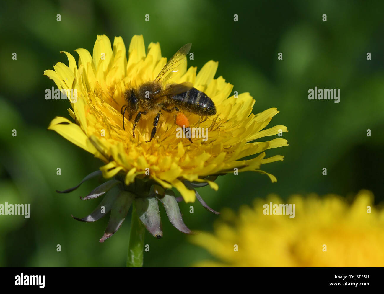 Bienen ernähren sich von Löwenzahn Blume Stockfoto