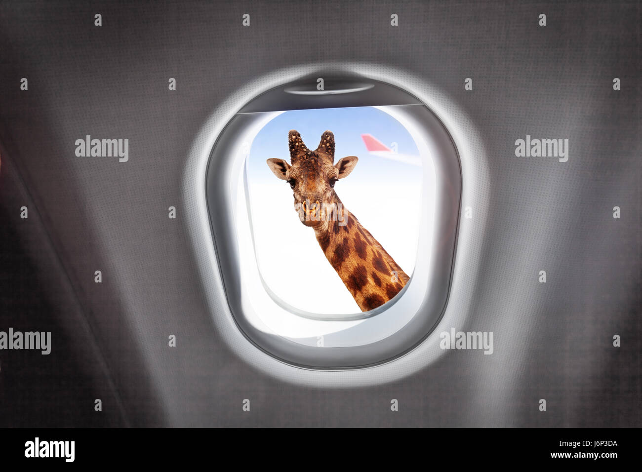 Comic-Portrait von Giraffe Blick durch ein Flugzeugfenster während des Fluges in großer Höhe Stockfoto