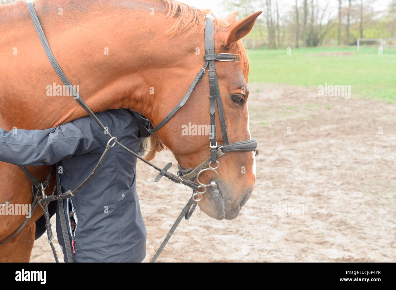 Eine Mädchen mit einer Umarmung schmiegt sich an den Kopf eines Pferdes. Stockfoto