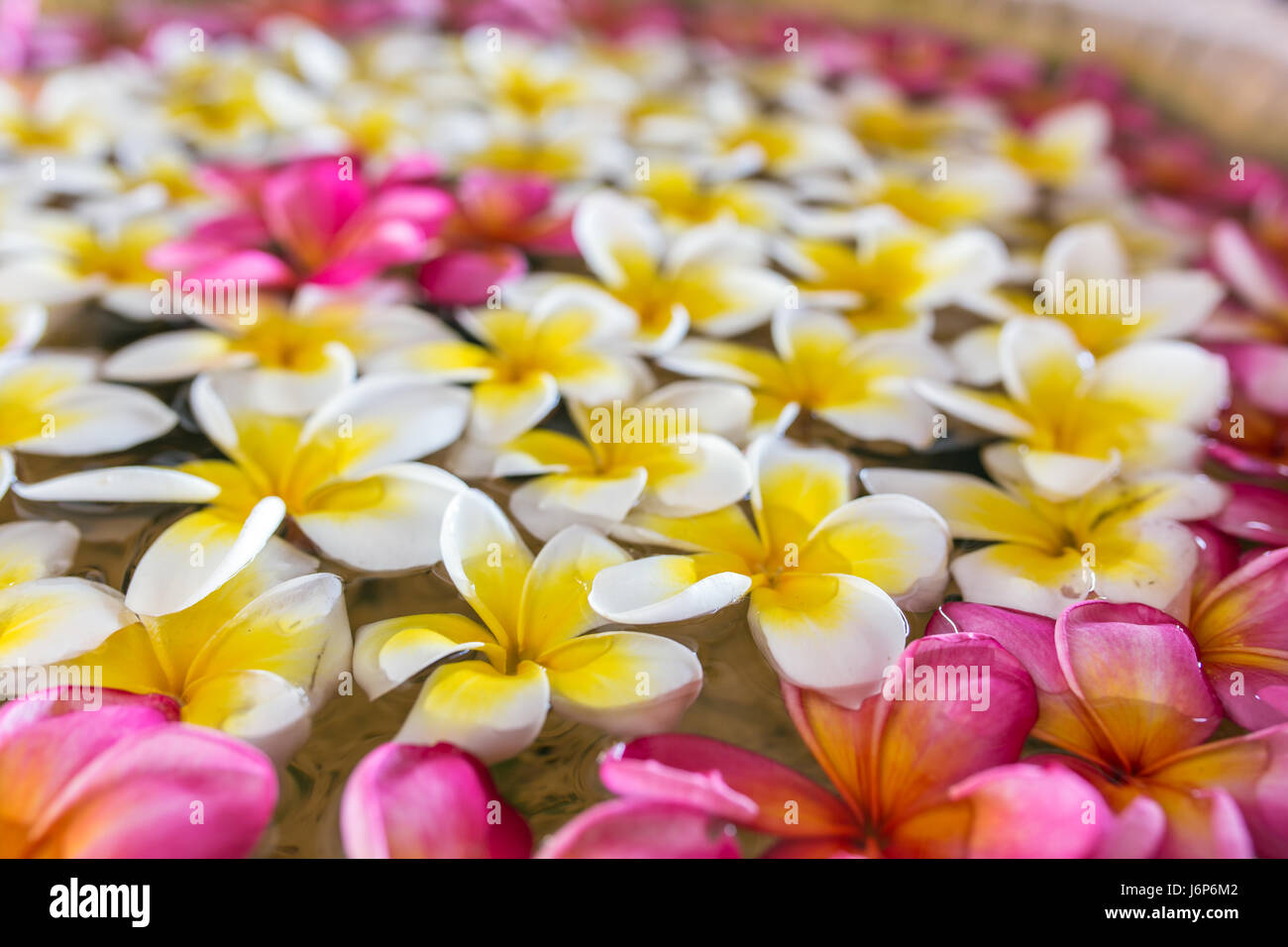 Rosa weiße und gelbe Plumeria oder Frangipani Blüten schweben auf dem Wasser Stockfoto