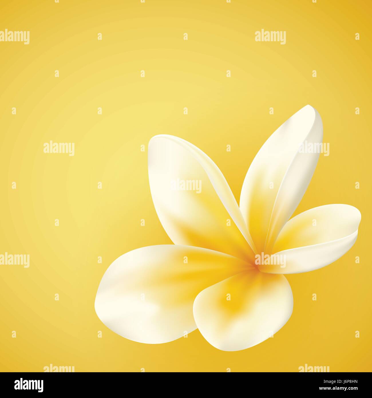 Weiße und gelbe Plumeria Blume Stock Vektor