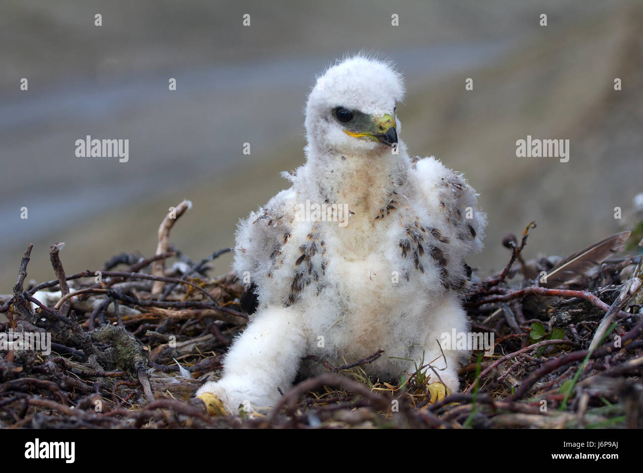 Rough-legged Buzzard Küken im Nest auf Klippe auf Tundra Fluss. Auch kleine Küken der Bird Of Prey bereit für ernsthafte Verteidigung (Küken bewegt und Füße bereit t Stockfoto
