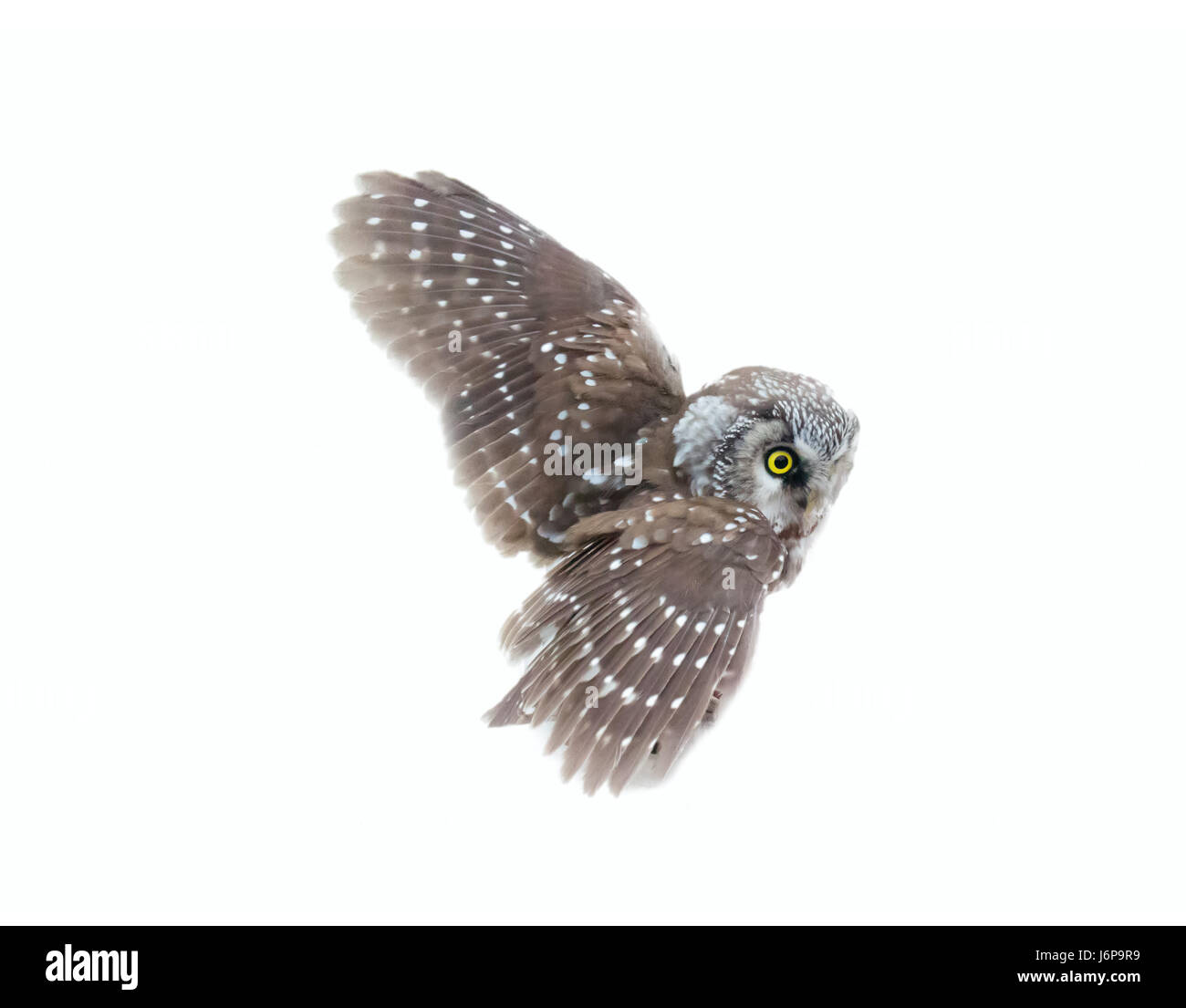 Der Rauhfußkauz (Aegolius Funereus) Eule auf weißem Hintergrund. Unter der Leitung von große Eule mit weichen Federn (leise Flug). Seitenansicht Stockfoto