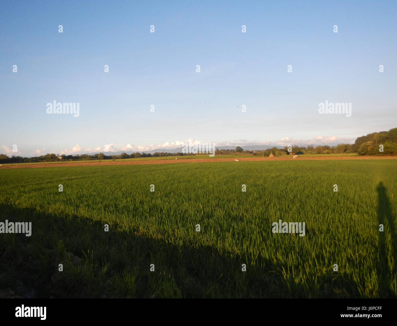 08279 Reisfelder Sunset Plaridel Bypass Project Phase Vertrag Paket San Rafael, Bulacan 16 Stockfoto