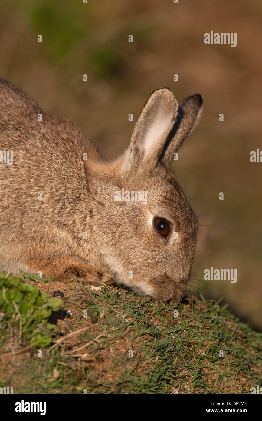 Europäische Kaninchen, Oryctolagus Cuniculus, Porträt der einzelnen Erwachsenen Fütterung auf dem Rasen. Minsmere, Suffolk, UK. Stockfoto