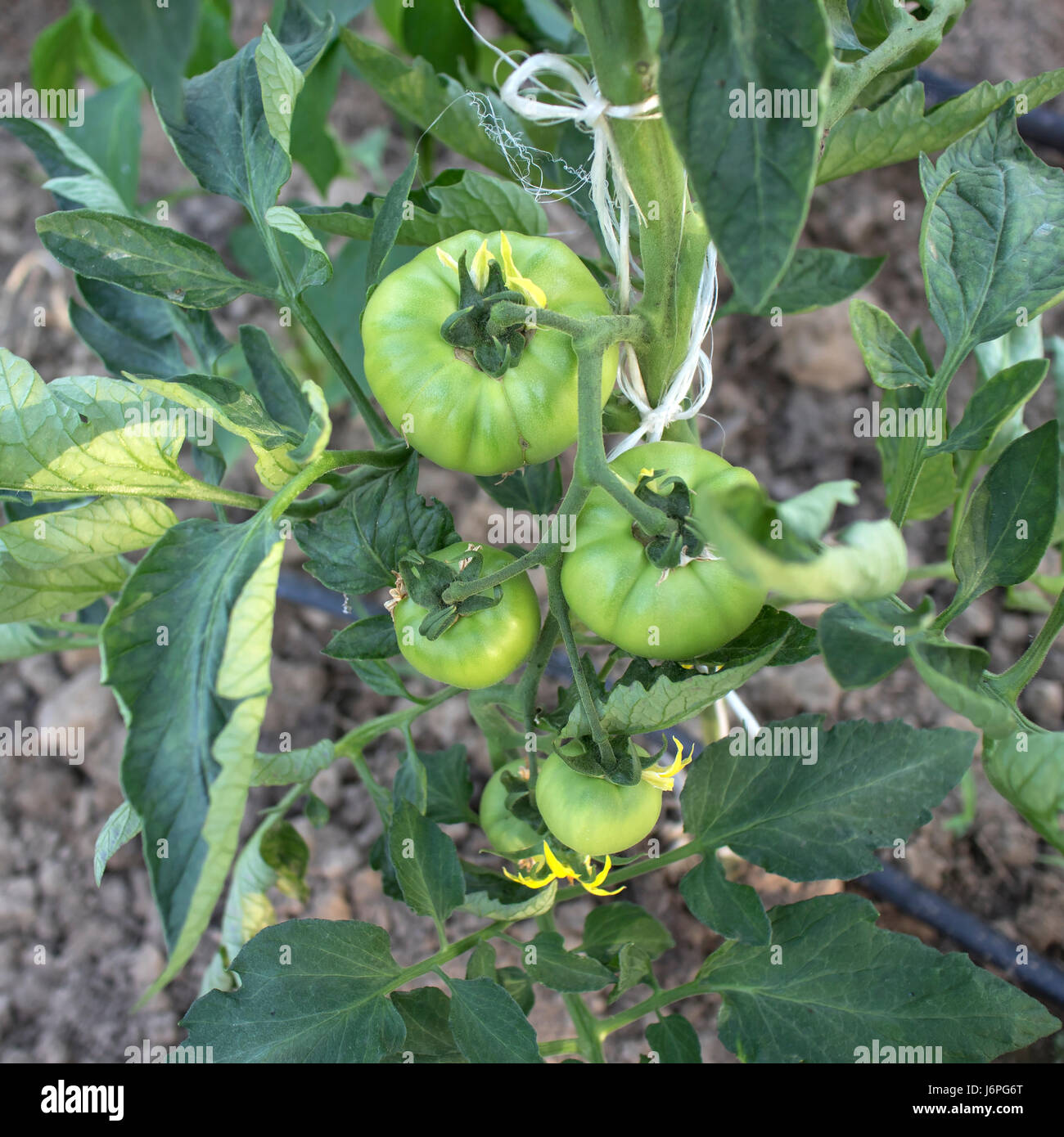 Bio-Tomaten Pflanzen in einem Gewächshaus, Nahaufnahme Stockfoto