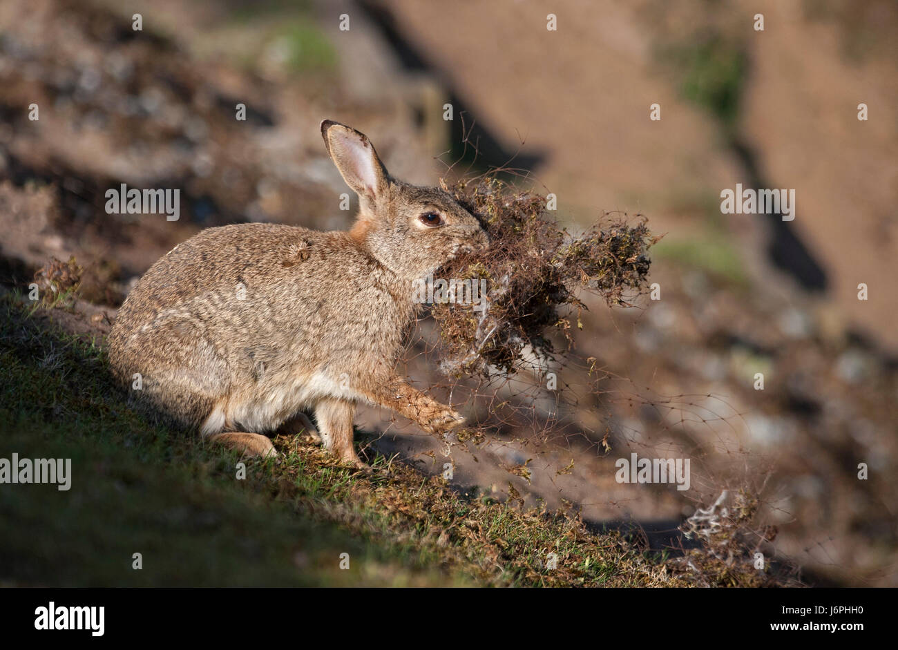 Europäische Kaninchen, Oryctolagus Cuniculus, alleinstehende Erwachsene sammeln Nistmaterial, kontaminiert mit ausrangierten Kunststoff Geflecht, Suffolk, UK. Stockfoto