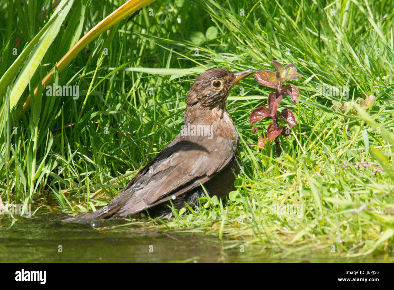 Amsel, Turdus Merula, Baden in einem Gartenteich. entweder ein Weibchen