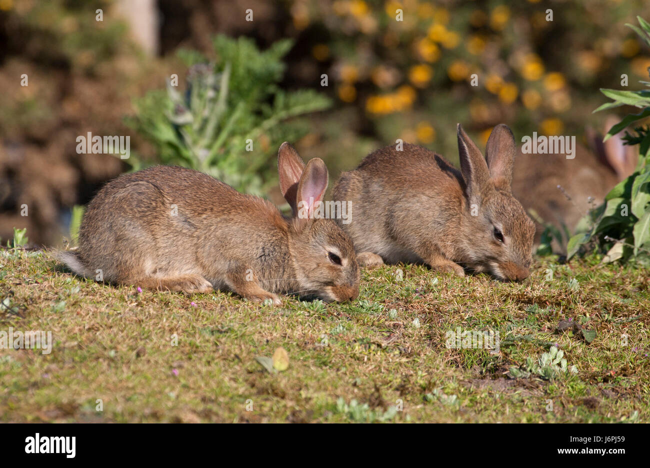 Europäische Kaninchen, Oryctolagus Cuniculus, zwei junge Fütterung auf Rasen auf Heideland. Minsmere, Suffolk, UK. Stockfoto
