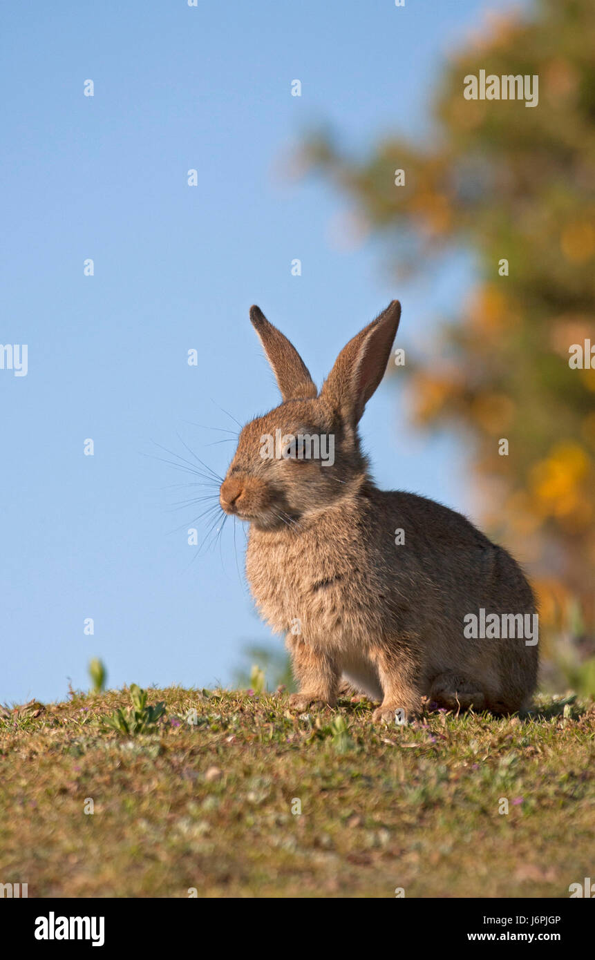 Europäische Kaninchen Oryctolagus Cuniculus, Porträt des einzigen jungen sitzen auf dem Rasen auf Heideland. Minsmere, Suffolk, UK. Stockfoto