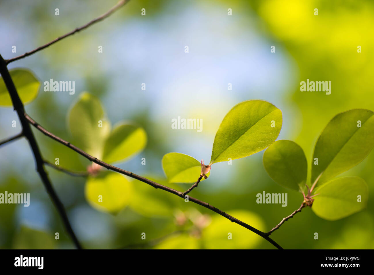 Closeup, grüne Frühling lässt gegen blauen Himmel selektiven Fokus Stockfoto
