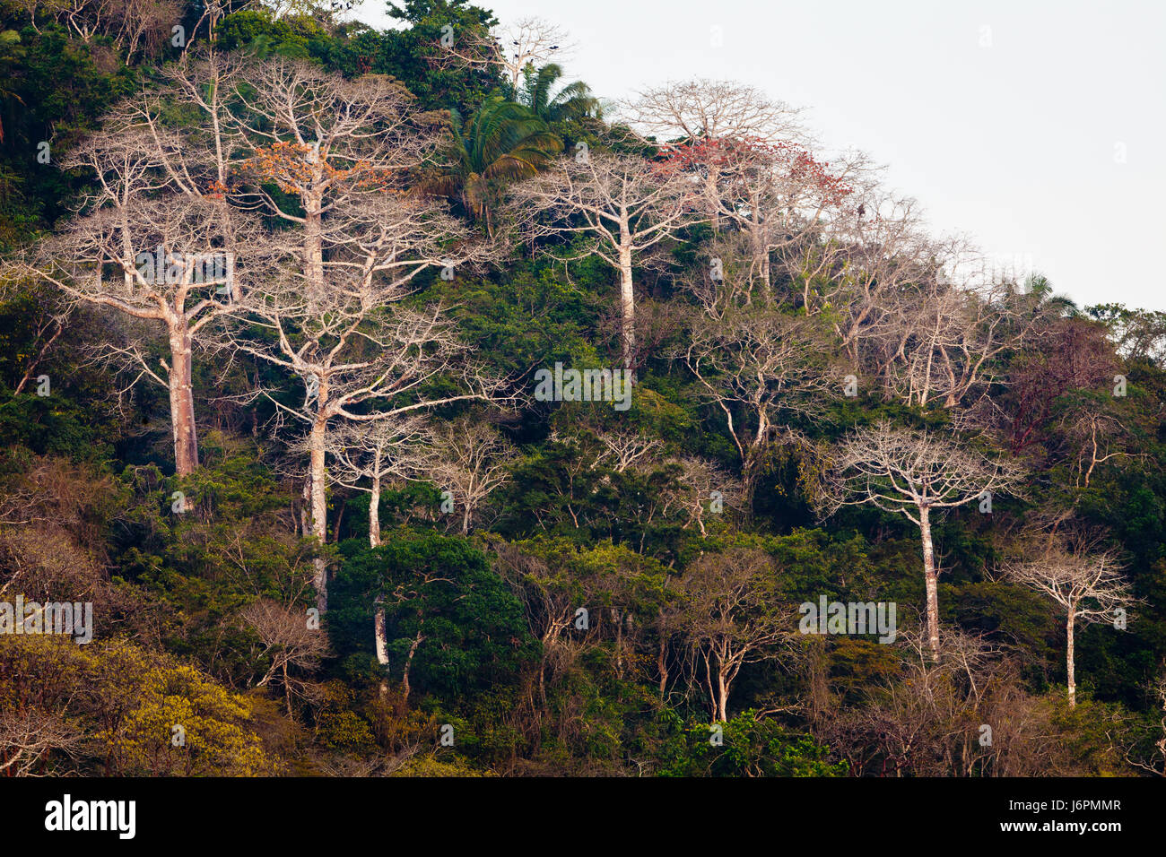 Regenwald neben Rio Chagres in Soberania Nationalpark, Republik von Panama. Die großen Bäume sind Cuipo Bäume, eine emergente Folienbaum. Stockfoto