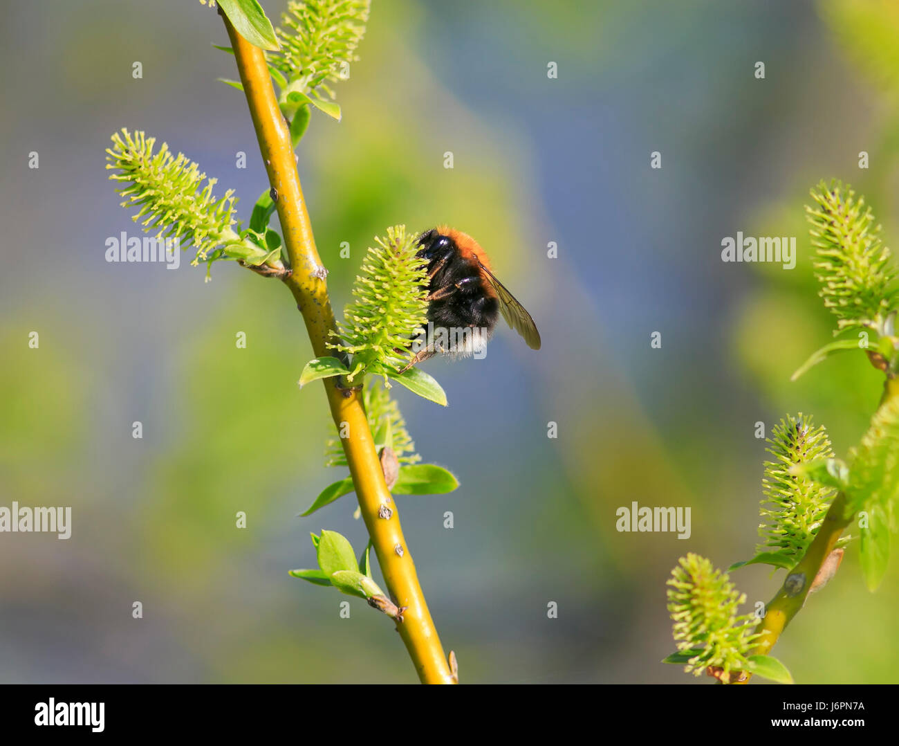 behaarte schwarze Hummel sammelt Nektar aus den frischen Knospen im Frühjahr Stockfoto