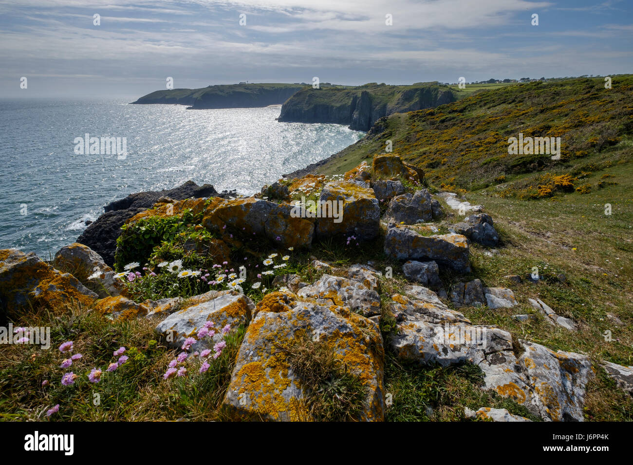 Küste NR LYDSTEP Punkt, Pembrokeshire Wales UK mit Flechten wachsen auf Grenzen auf Klippe Stockfoto