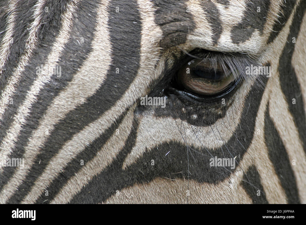 Auge Orgel schwarze dunkelhäutige kohlschwarze tiefschwarze Zebra design Gestaltung Bildung Stockfoto