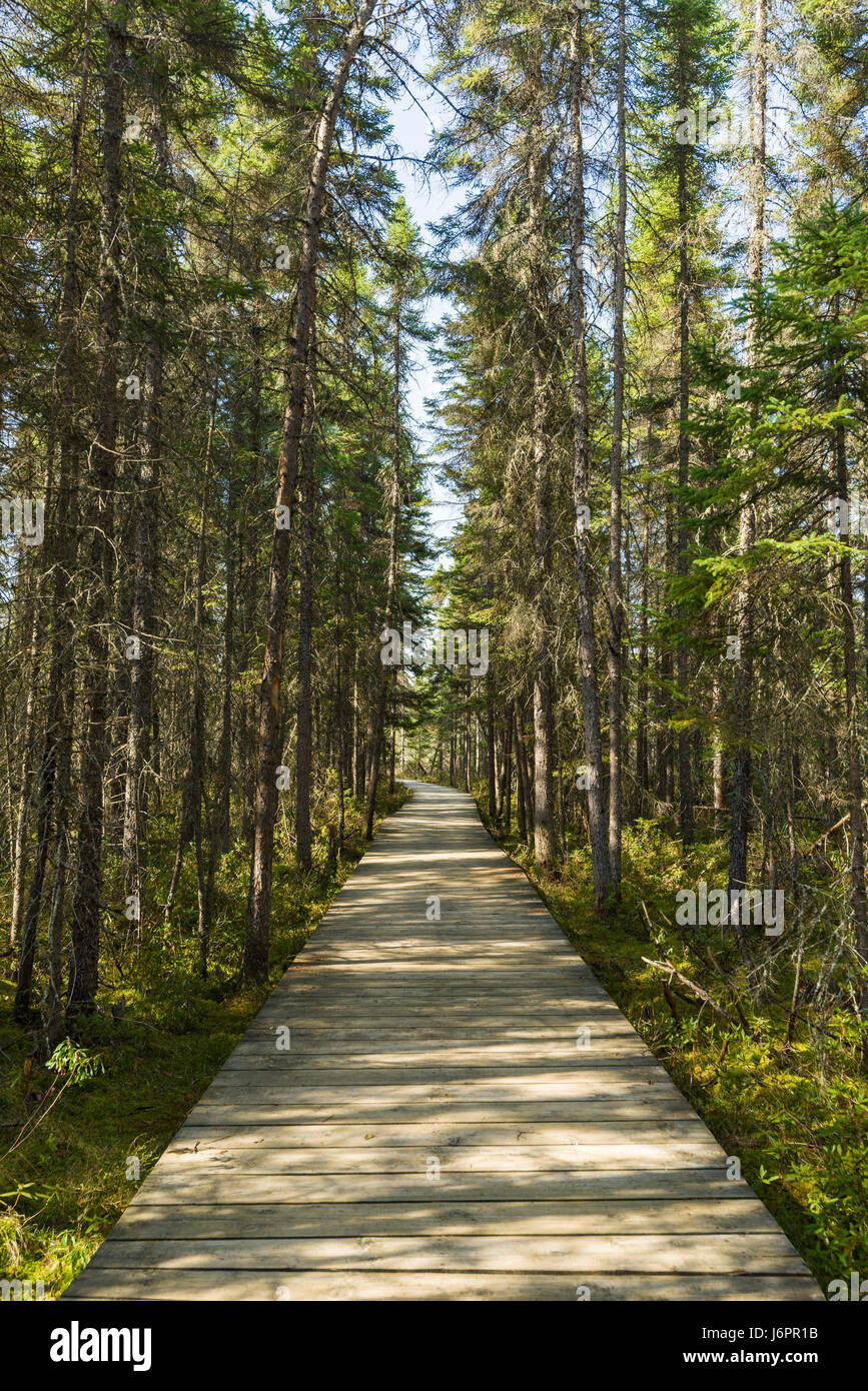 Spruce Bog Boardwalk an einem sonnigen Frühlingstag, Algonquin Provincial Park, Ontario, Kanada Stockfoto