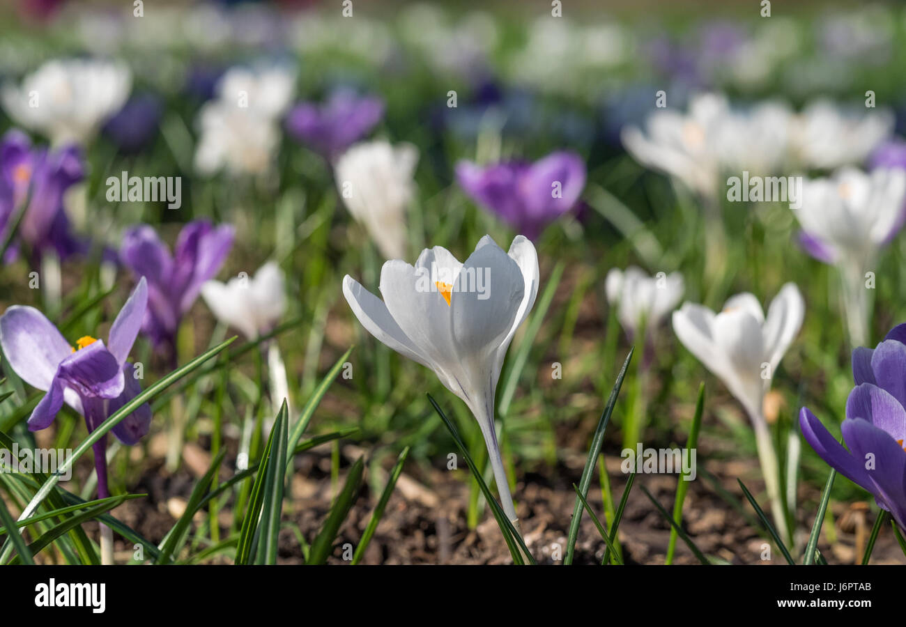 Eine Nahaufnahme der Weißen und Lila lila Krokusse Krokusse aus Seite auf Profil am Boden unten Frühling Hintergrund Stockfoto