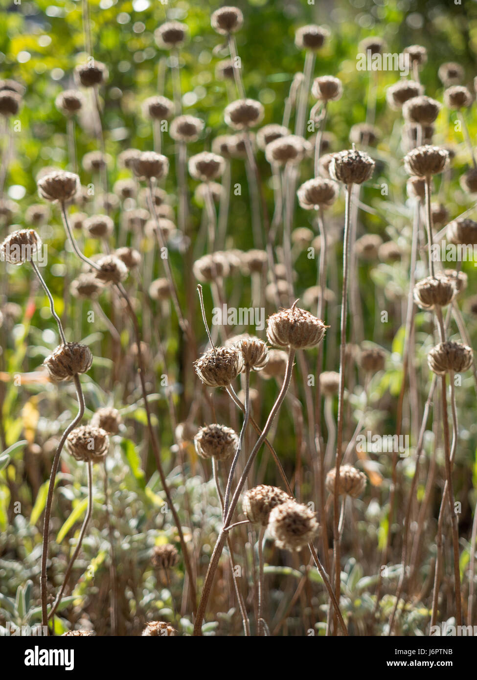 Eine der vielen Monarda Fistulosa Bergamotte Samenköpfe Hintergrundbeleuchtung in Silhouette in der Sonne Silhouette Stockfoto