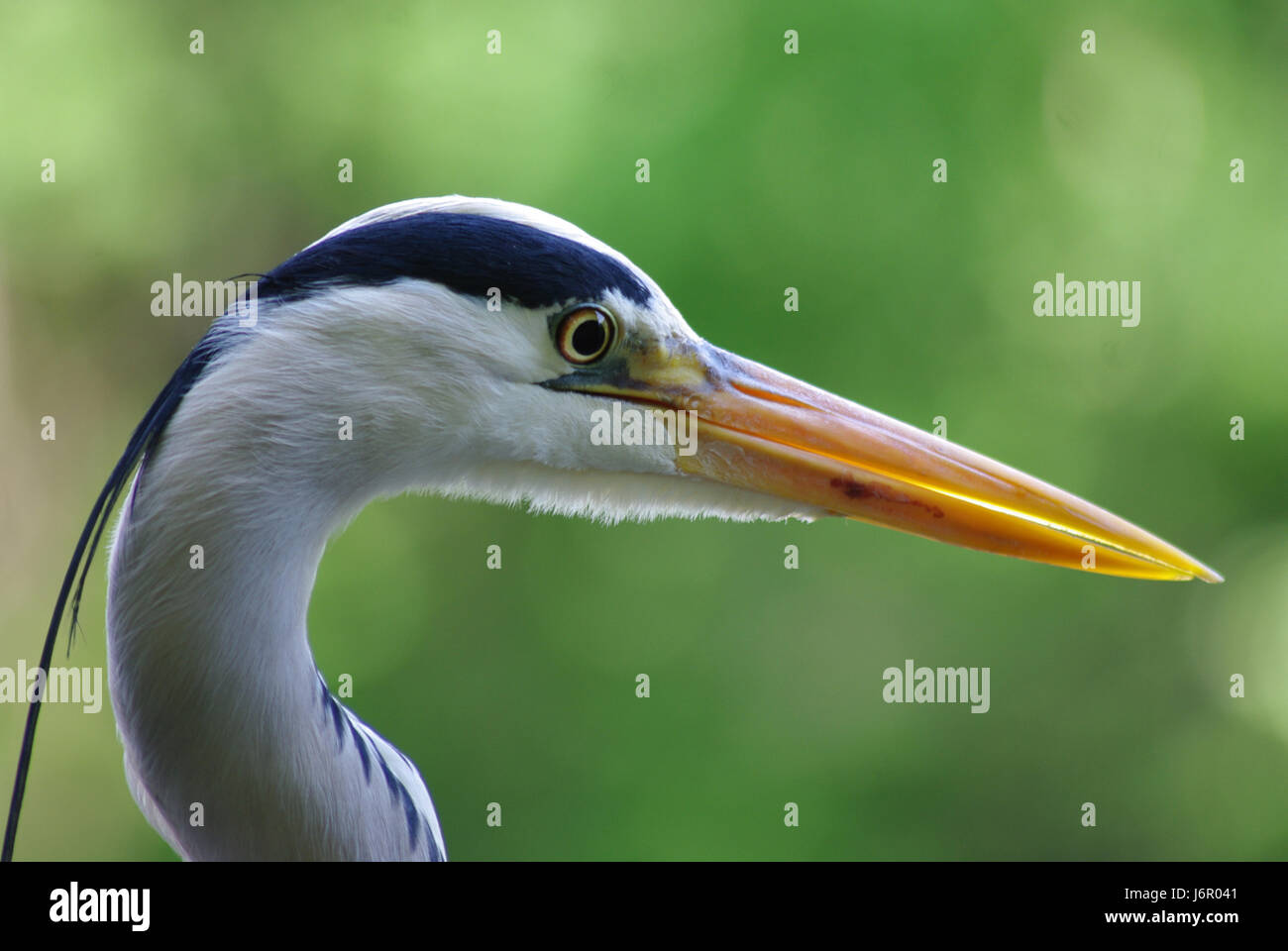 Tiere Vögel Vogel Frühling Berlin Reiher Natur schöne beauteously schöne Gewässer Stockfoto