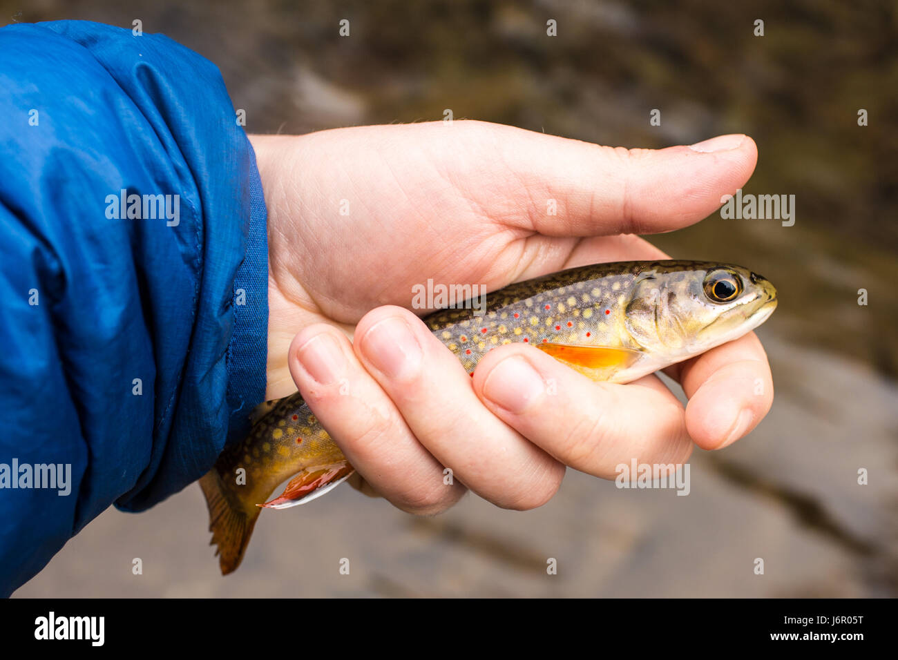 Eine kleine Bachforelle gefangen beim Fliegenfischen in Virginia Stockfoto