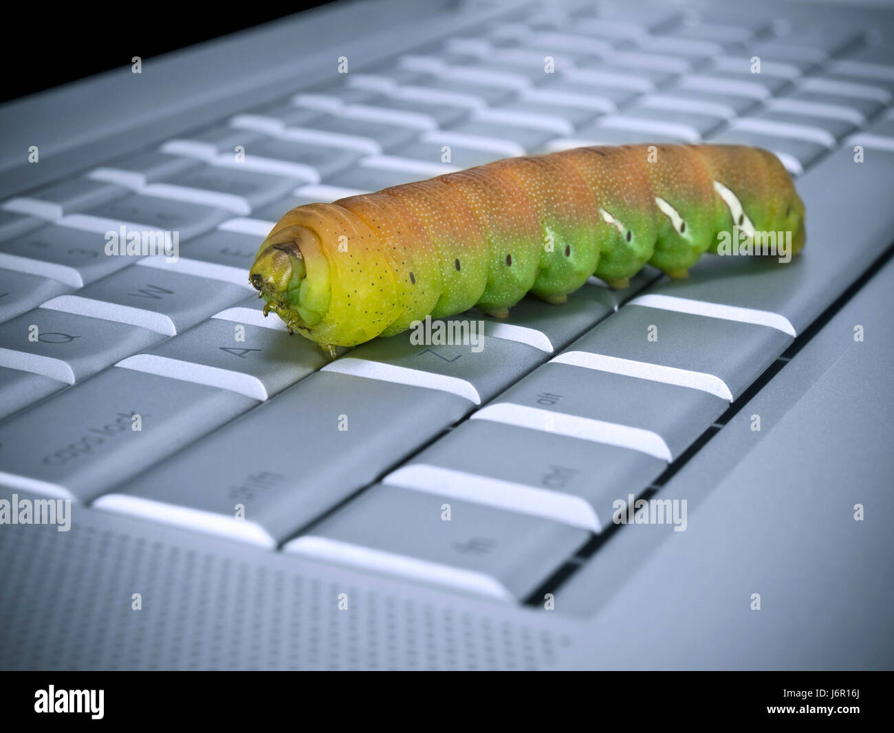 Laptop Notebook Computer Absturz Raupe System Fehler Computerwurm ...
