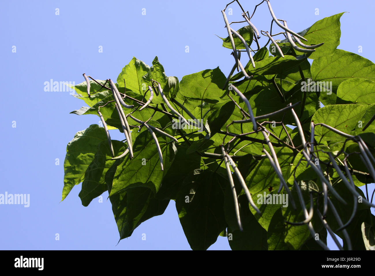 Baum Laubbaum Blüten Sperma bluten Baumgarten Park verlässt Laubbaum Stockfoto