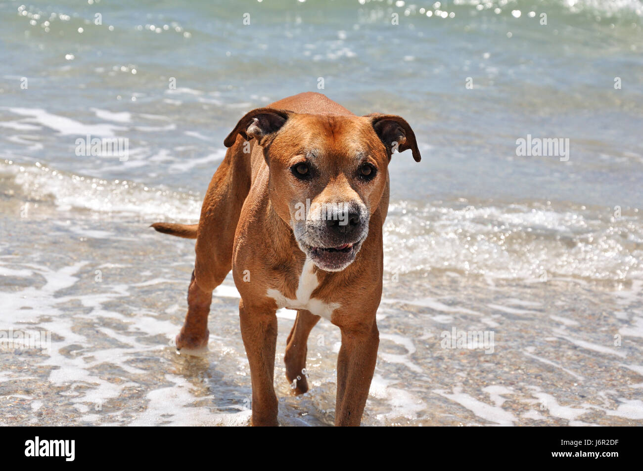 böse rote amerikanische Grube Stier Terrier auf dem Hintergrund des Meeres Stockfoto