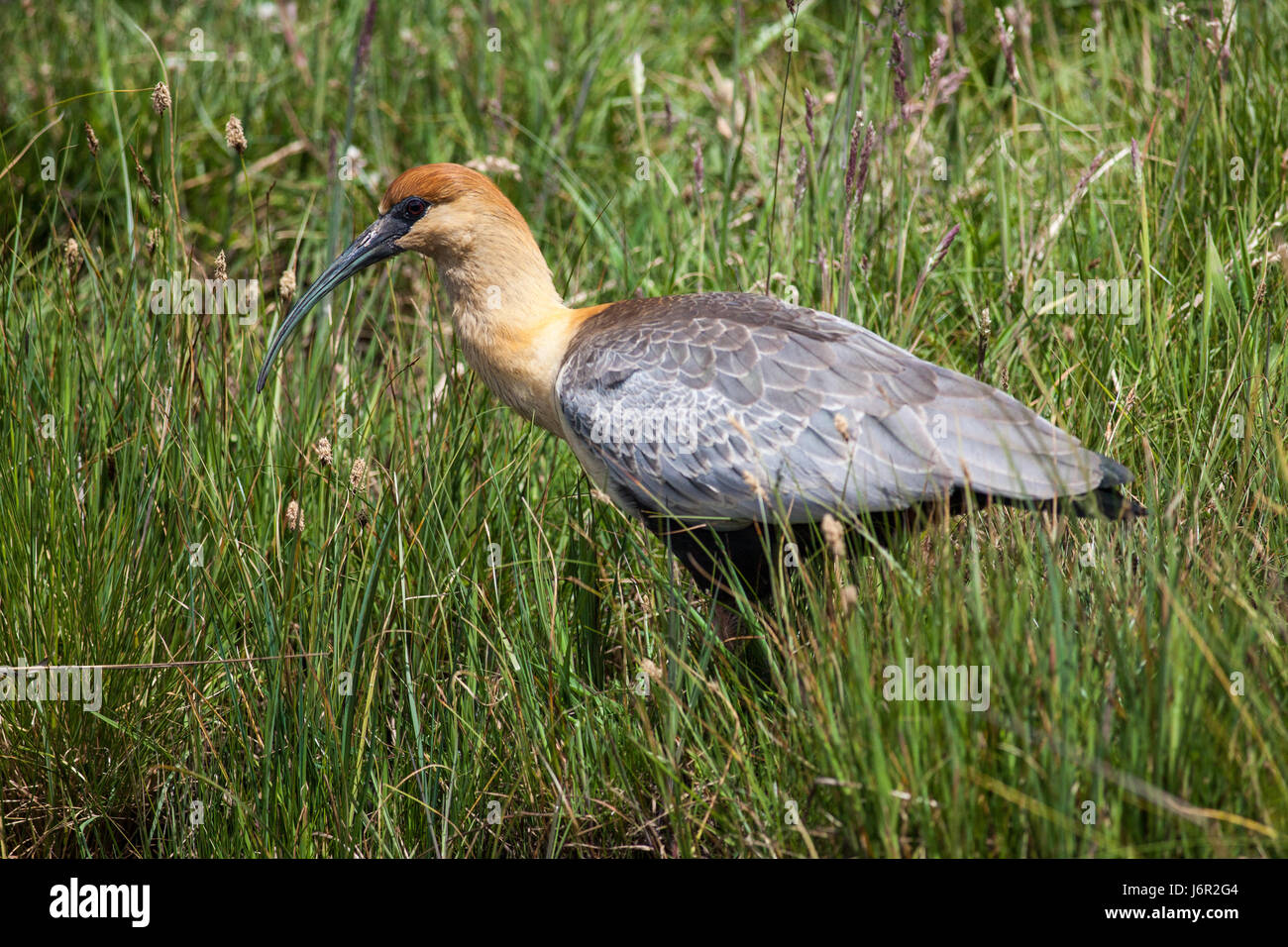 Ein Black-faced Ibis auf der Suche nach Nahrung in Valle Chacabuco, der zukünftige Patagonien-Nationalpark in Chile Stockfoto