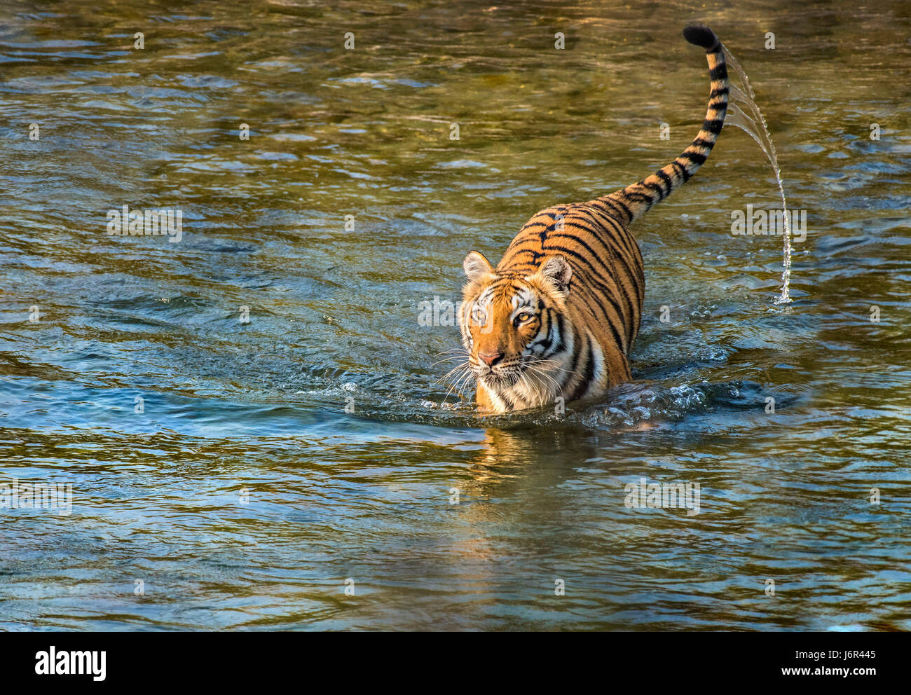 Tiger Flussüberquerung Stockfoto